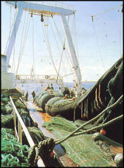 Goldnets (China) Fishery Inc.